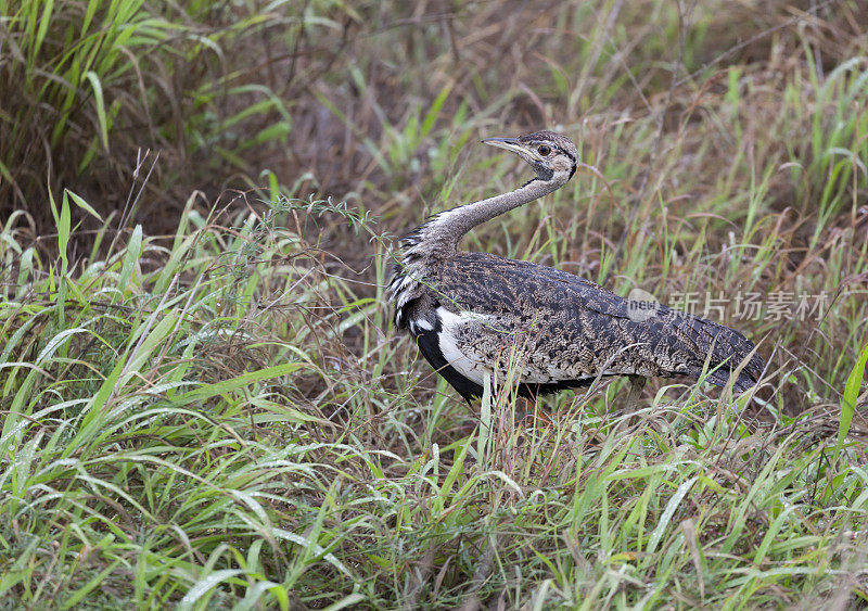 黑腹鸨或Korhaan, Lissotis melanogaster Kruger NP